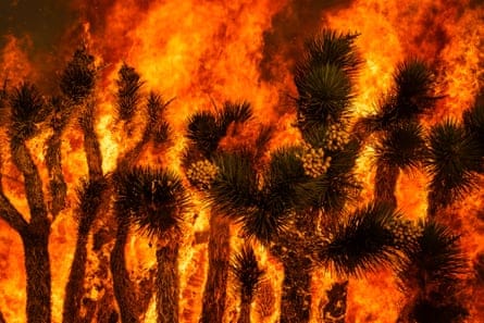 A blaze engulfs trees in Llano, California