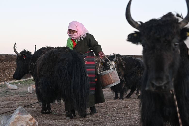A herder collects yaks' milk at the grasslands along Nam Tso Lake (Nam Co), on June 26, 2025, in Lhasa, Tibet.