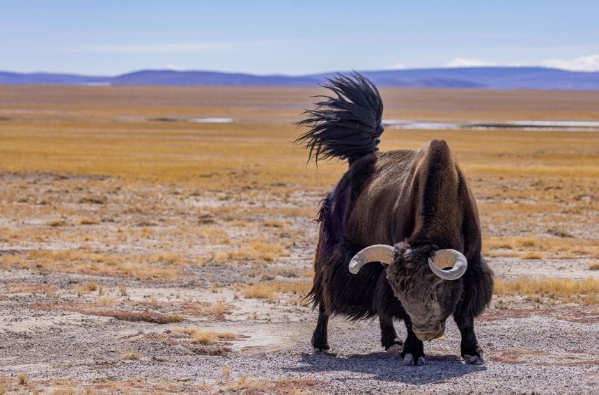 A wild yak is seen near the Zangser Kangri Glacier at the Changtang National Nature Reserve in Tibet on March 12.