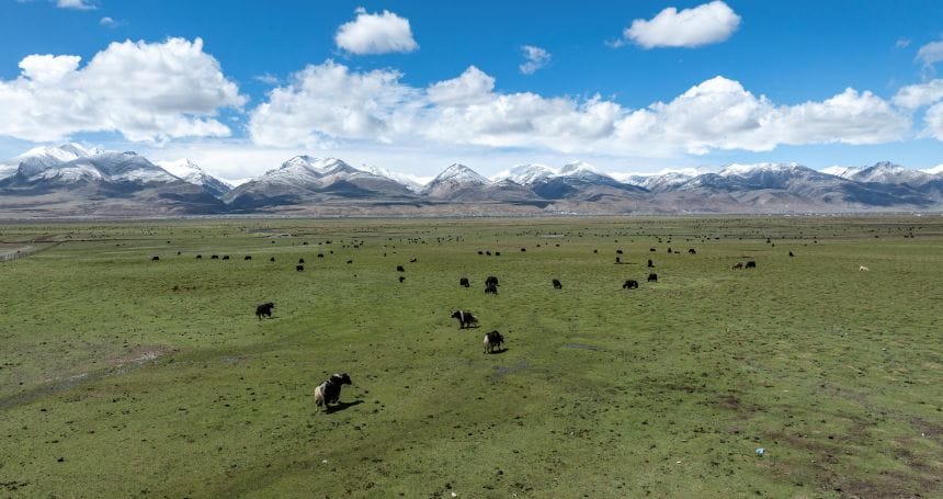 An aerial drone photo taken on May 28 shows a herd of yaks at the A Rag Wetland in Tibet's Damxung County.