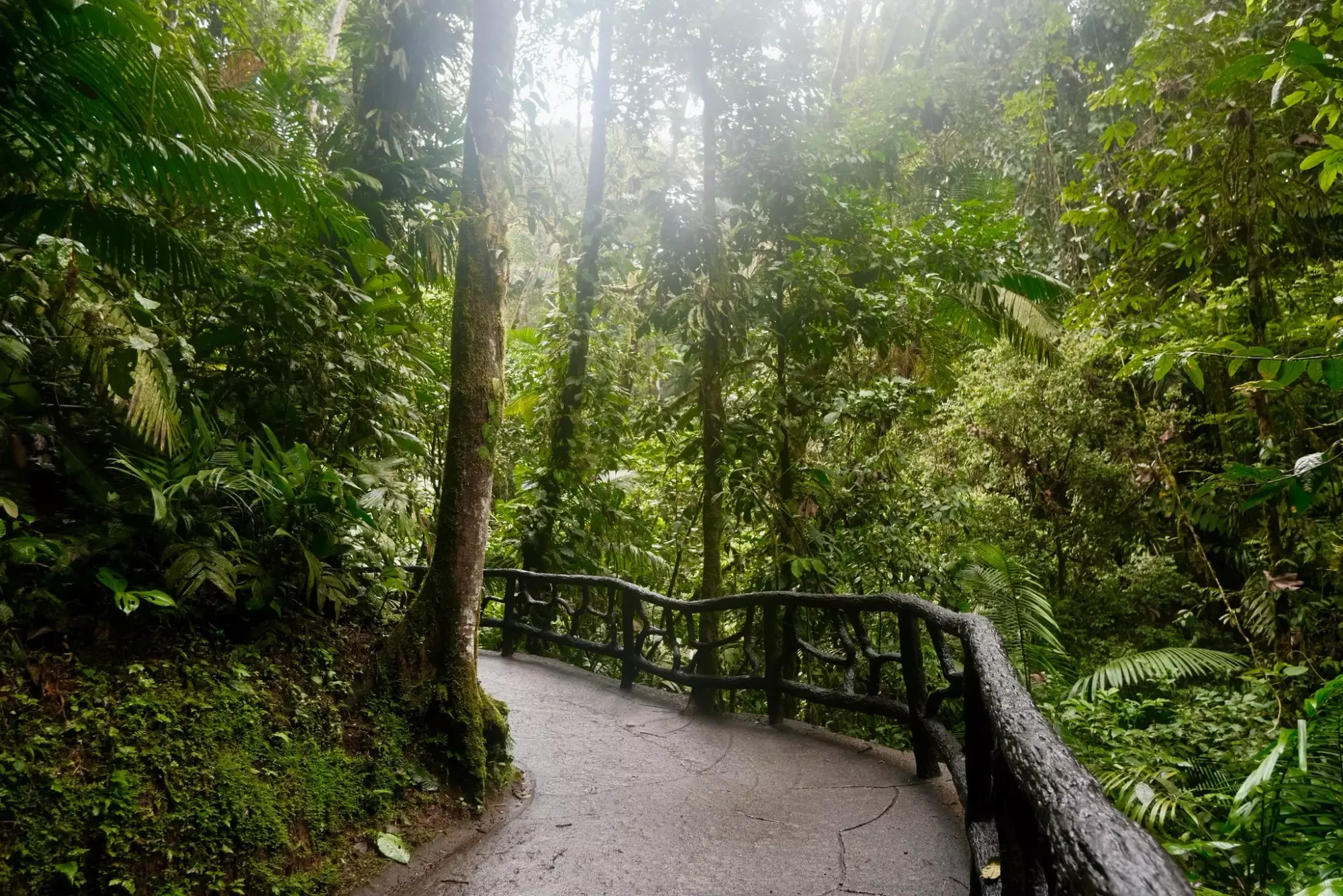 ทางเดินปูพื้นและสะพานแขวนที่ Mistico Park ในลาฟอร์ตูนา คอสตาริกา