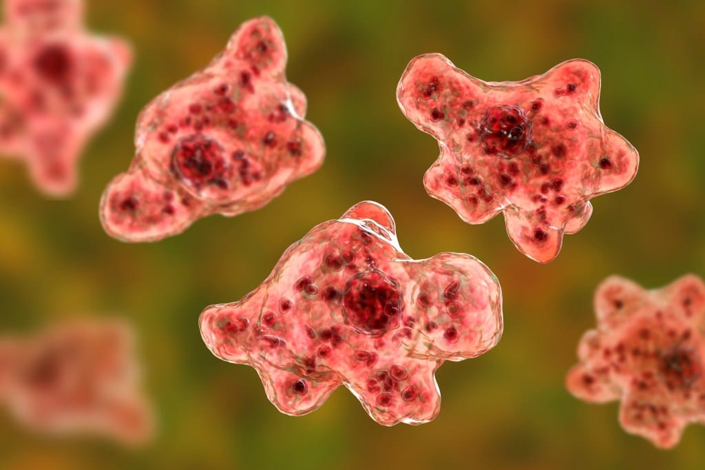 ภาพจำลองสามมิติของปรสิต Naegleria fowleri ในรูปแบบที่ก่อให้เกิดการติดเชื้อ เรียกว่าโทรโฟซอยต์