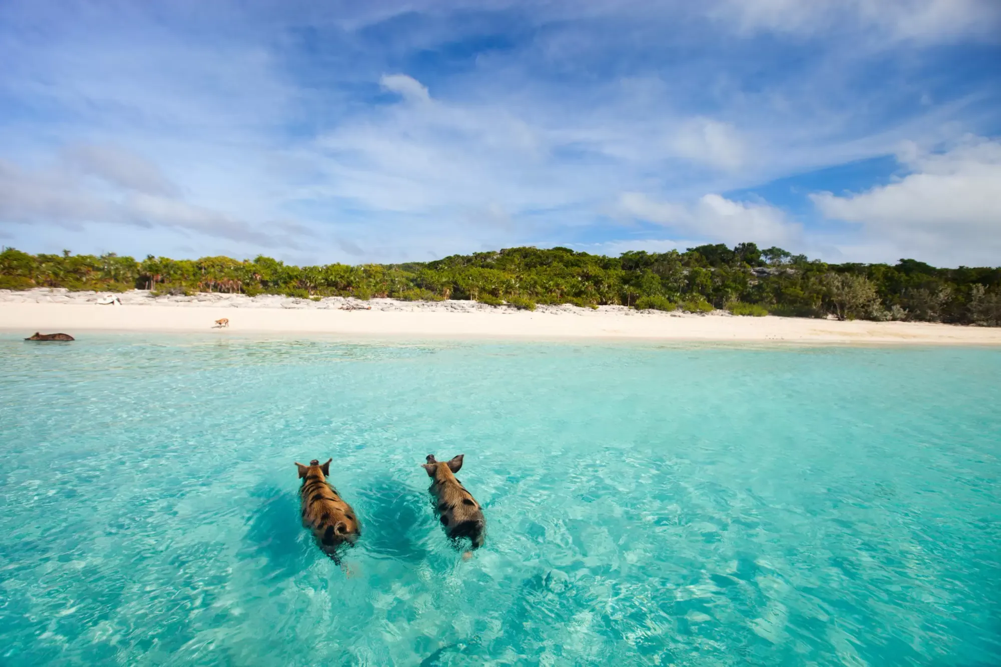 หมูสองตัวในน้ำใสสีเทอร์ควอยซ์ใกล้ชายหาดทราย