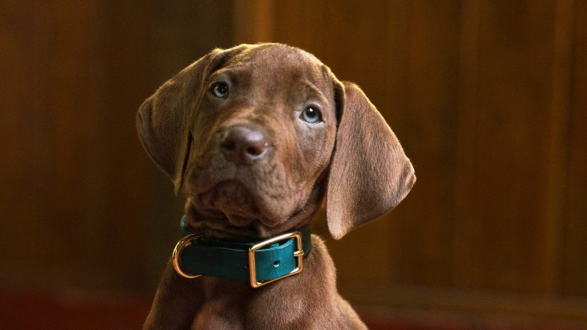Scooby-Doo: Origins เผยภาพใหม่แสนน่ารักของสุนัขคนแสดง