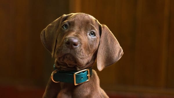 Scooby-Doo: Origins เผยภาพใหม่แสนน่ารักของสุนัขคนแสดง